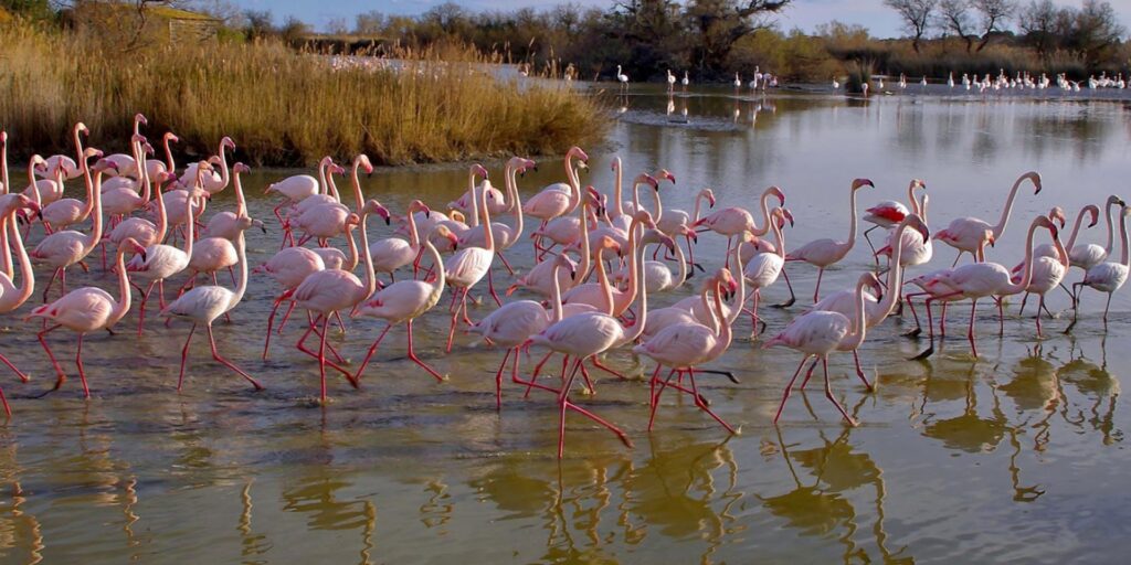 Flamant rose